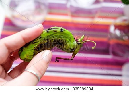 Hold A Mango Seed In Your Hands. Strange Sprouted Achene.