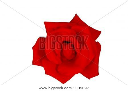 กุหลาบสีแดง