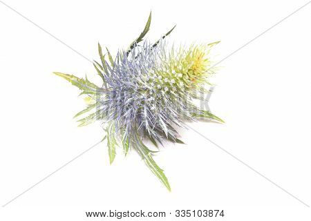 Feverweed Flower Head Isolated On White Background.