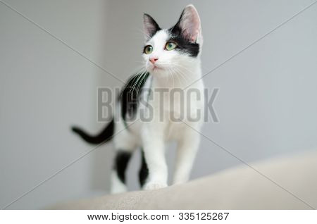 Curious Cat Watching At Something Else In The Living Room