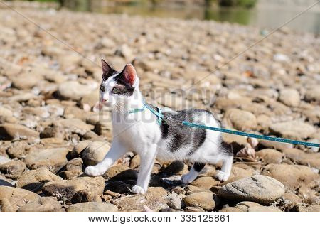 Indoor Bicolor For The First Time Outside Cat Shocked By Nature