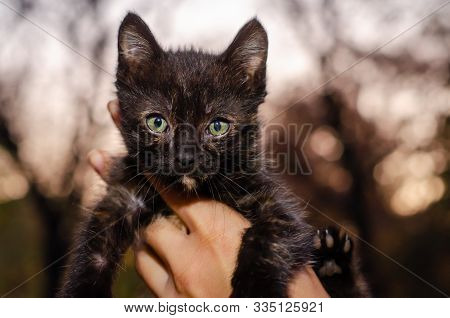 Tortie Kitten Being Perfect In Her Human Hand