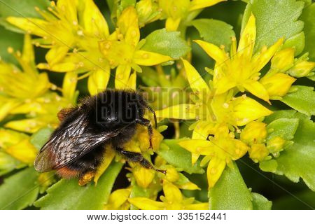 Close-up Of A Humblebee Pollinating Yellow Blossom