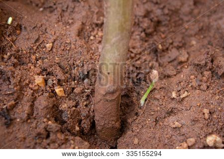 Close View Of Stem Of The Indian Borage, Country Borage (botanical Name - Plectranthus Amboinicus) A