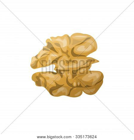 Walnut Kernel Isolated On White Background Vector Illustration