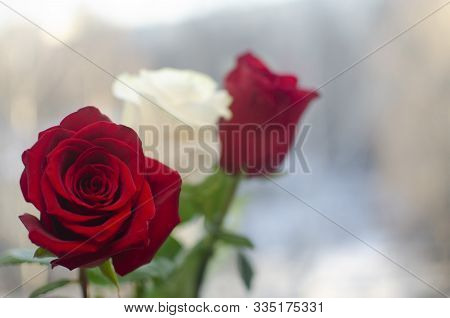 Bouquet Of Two Red And One White Roses For Valentine's Day Greeting Card Congratulation