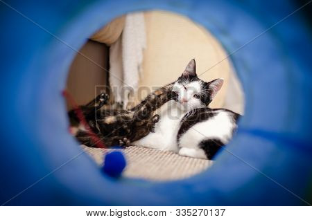 Tortie Kitten Playing With Her Bicolor Cat Sister