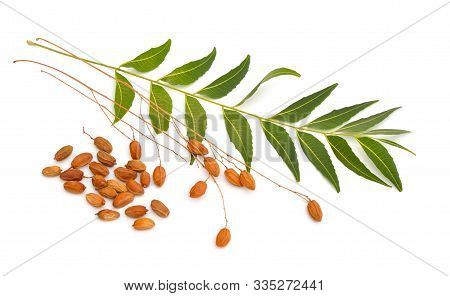 Azadirachta Indica, Commonly Known As Neem, Nimtree Or Indian Lilac. Fruit With Leaves. Isolated