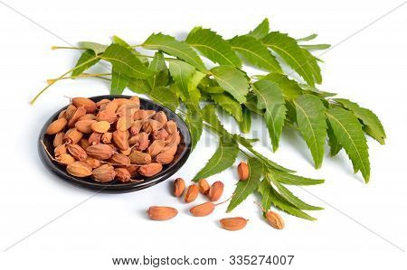 Azadirachta Indica, Commonly Known As Neem, Nimtree Or Indian Lilac. Fruit With Leaves. Isolated