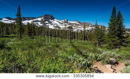 Trail To Frogg Lake From Kit Karson  In The Spring,  Featuring Mostly Melted Snow Packs , Wildflower