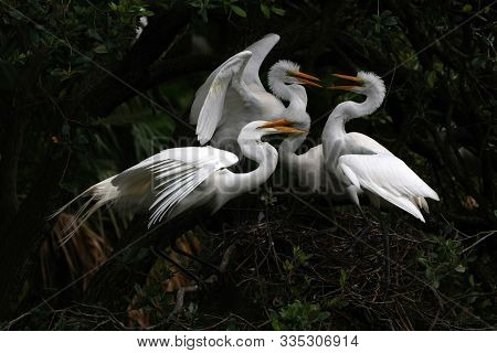 Great Egret - Ardea Alba - Feeding Large Raucous Chicks On Nest In Saint Augustine, Florida.