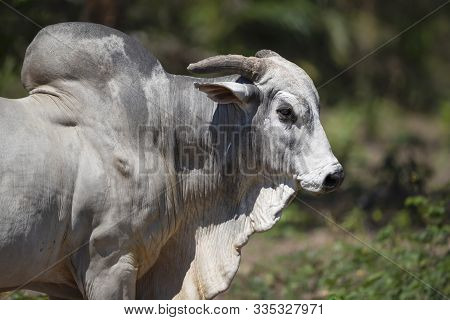 Close Up Of A Nelore Bull In Brazilian Farm.