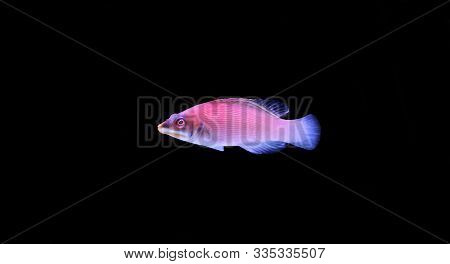 Striated Wrasse Saltwater Fish  - Pseudocheilinus Evanidus