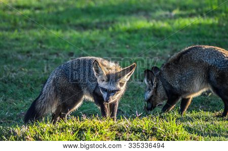 Bat Eared Fox Roaming Freely In A Johannesburg Nature Reserve South Africa