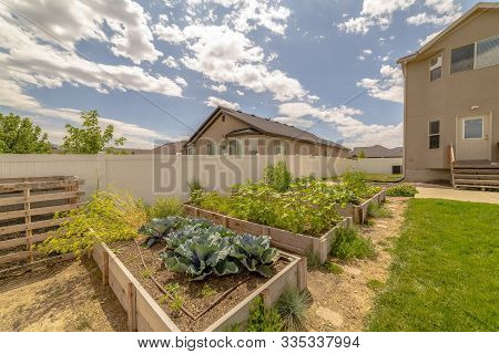 Sunny Backyard Of A Home With Vegetables And Plants On Raised Garden Beds