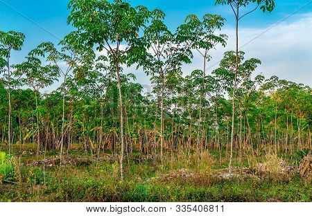 Para Rubber Tree, Latex Rubber Plantation And Tree Rubber In Southern Thailand