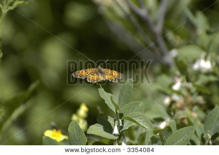 Fritillary