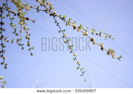 Young Fir Tree Pine Cone Shoots Isolated In A Natural Woodland Environment.