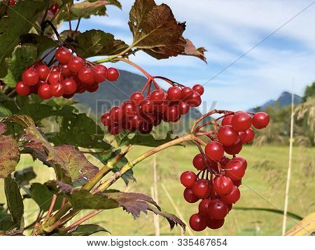 Guelder Rose (viburnum Opulus), Gemeiner Schneeball, Herzbeer, Blutbeer, Dampfbeere, Drosselbeerstra