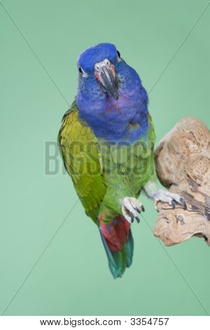 Голубой возглавлял Pionus
