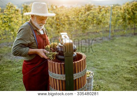 Senior Winemaker Holding Freshly Picked Up Grapes Ready To Put Into The Winepress Machine, Making Fr