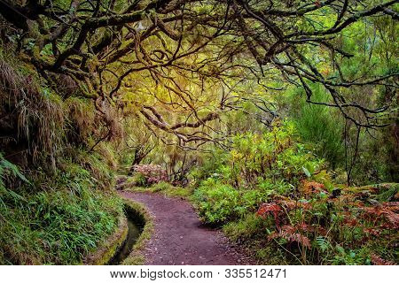 Laurel Forest On Madeira Island Is The Biggest On The World. Its A Fairytale Fantasy World In Portug