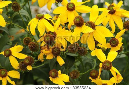 Flower Bed In Autumnal Garden With Yellow Flowering Shiny Coneflowers, Rudbeckia Nitida