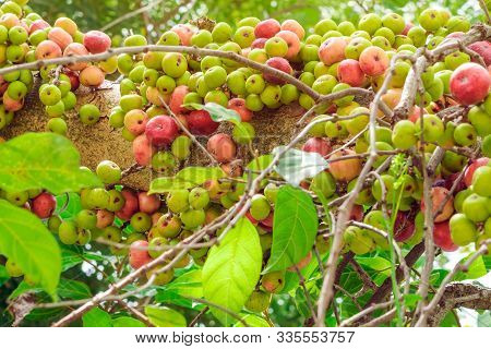 Common Fig (ficus Carica) Green And Red Fruits On Ficus Subpisocarpa Tree In Outdoor. Fruit On Ficus