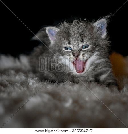 Sibirian Cat Young Kitten In A Swedish Home