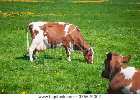 Cows Grazing On A Green Summer Meadow Under Blue Clear Sky In Nrw, Germany