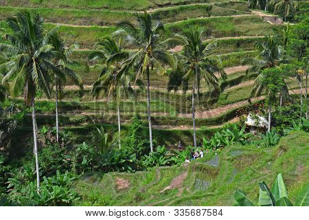 Rice Terraces At Hill. Coconut Trees In Front Of It
