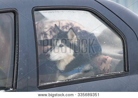 Husky Dog In Car, Cute Pet. Dog Waiting For Walking Before Sled Dog Training And Race.