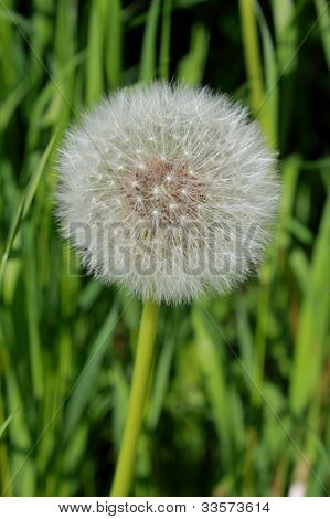 dandelion