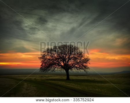 Beautiful landscape with green vegetation, a lonely big tree and a blue sunset sky with clouds, Dobrogea, Romania