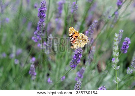 Painted Lady On Lavender Flower, Closeup. Lavender Flowers On A Background Of Plants In The Park. Bu