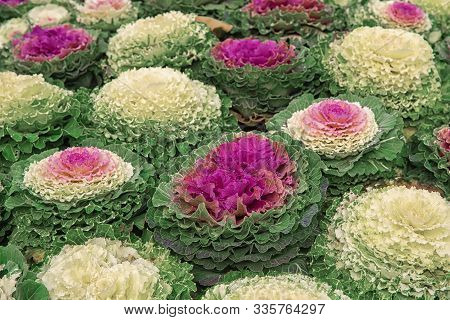 Bright Beautiful Fall Decorating With Flowering Green And Violet Cabbage