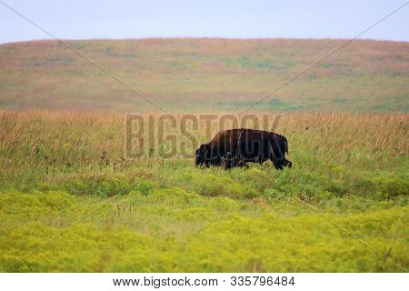 Wild Buffalo Grazing On Native Tallgrass Taken On The Vast Kansas Plains At The Tallgrass Prairie Pr