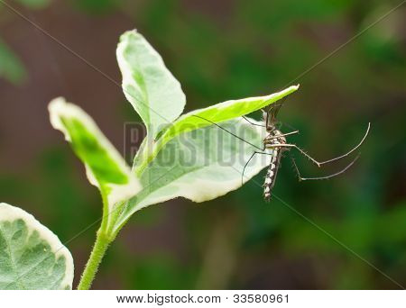 mosquito resting on leaf
