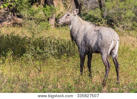 Deer (cerves Unicolor) In Ranthambore National Park, India