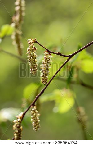 Flowers And Pollen, Leaves Of The Alder, Provide In The Spring For Hay Fever In Alergic People