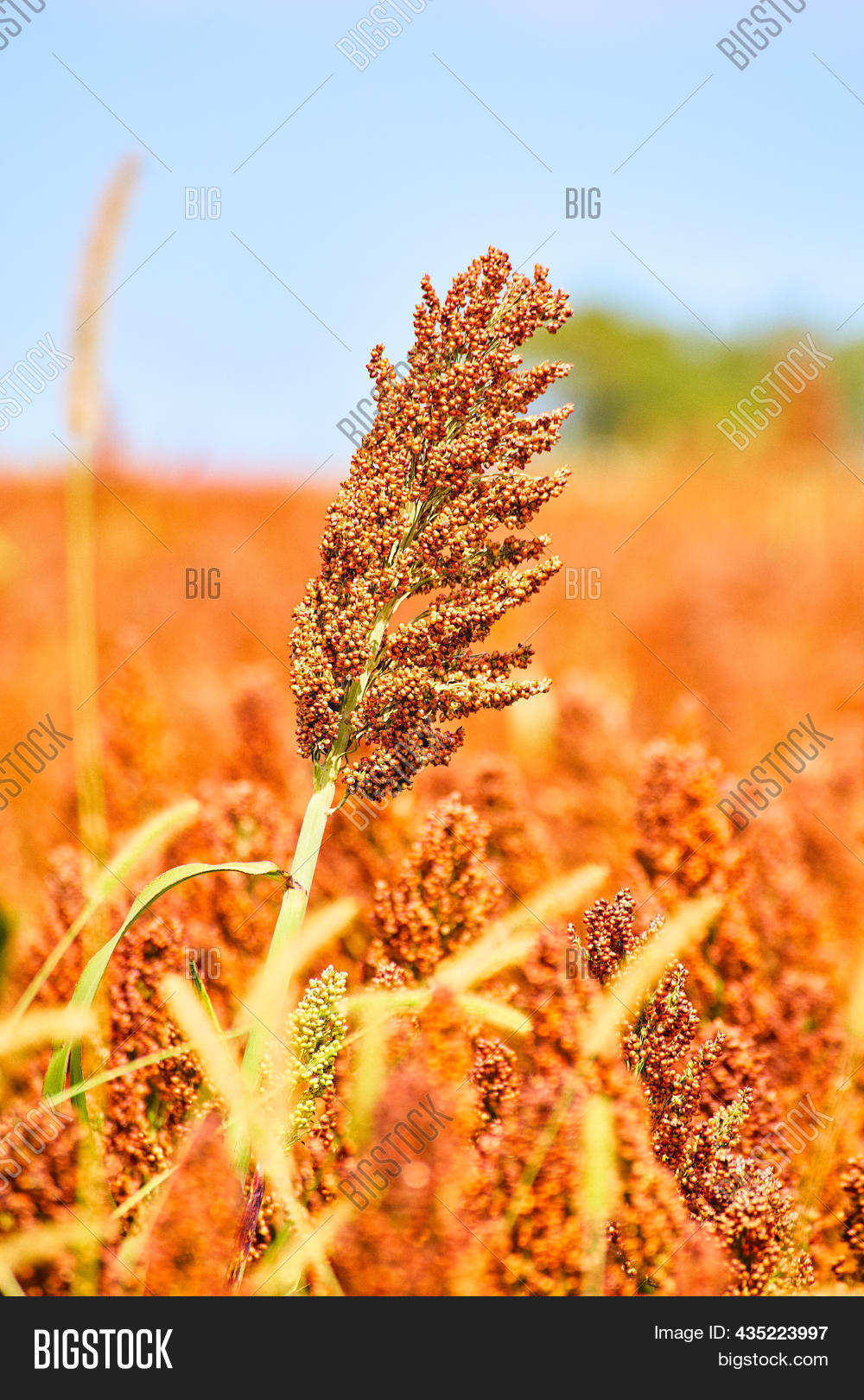 Millet Smart Image & Photo (Free Trial) Bigstock