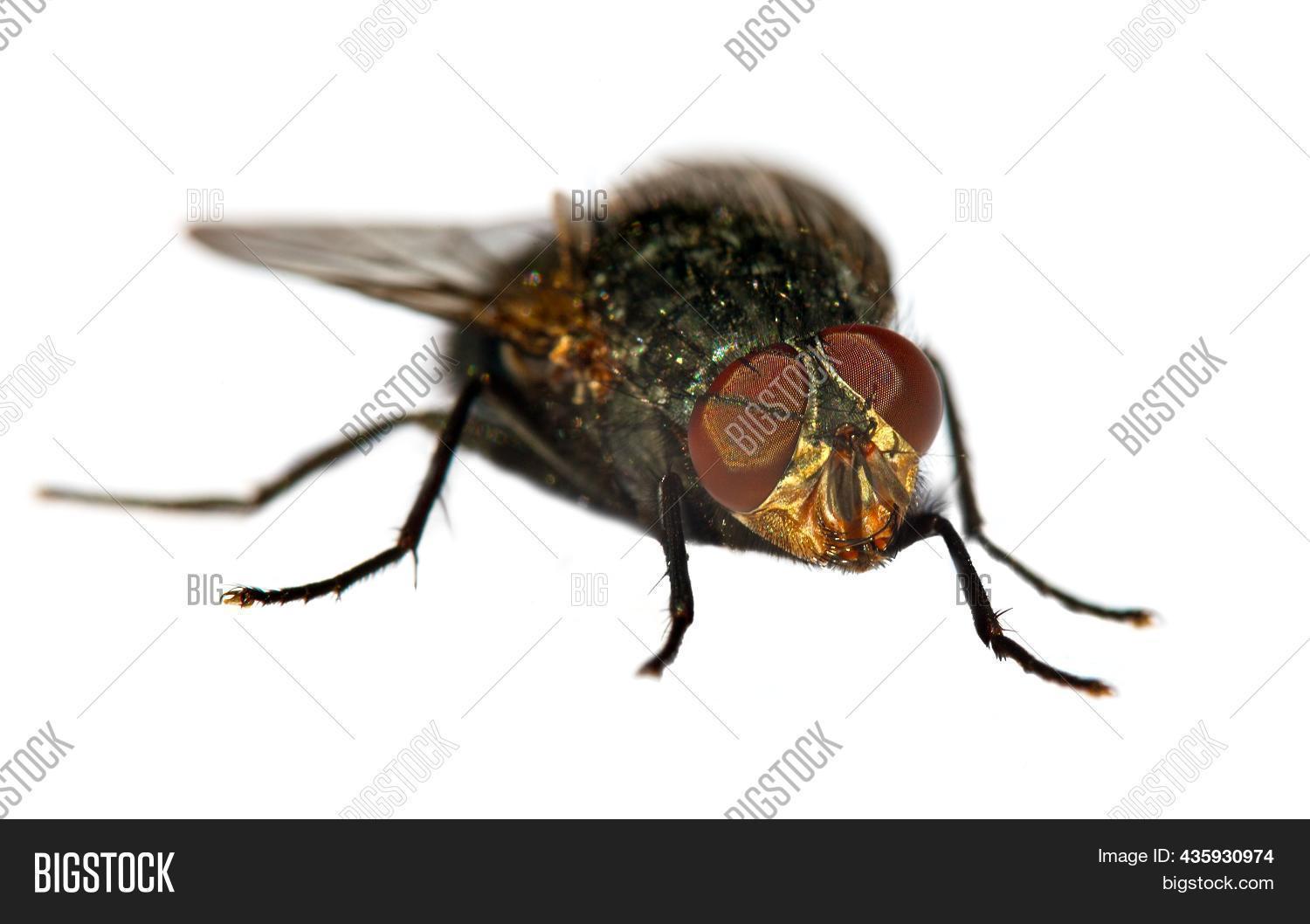 Red Bottom Fly Fly Red Eyes, Closeup Image & Photo (Free Trial) | Bigstock
