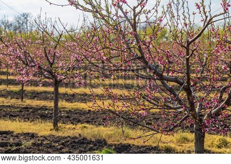 Blooming peach orchard near Valtice, Southern Morava, Czech Republic
