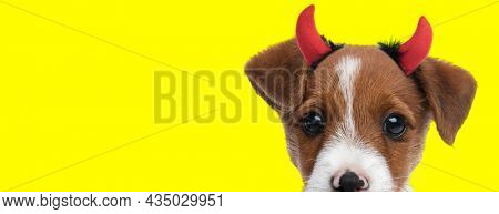 landscape of an adorable jack russell terrier dog hiding his face and wearing devil horns on yellow background