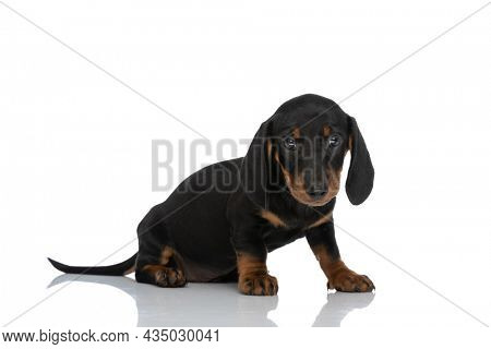 cute teckel puppy looking shy and sitting on white background in studio