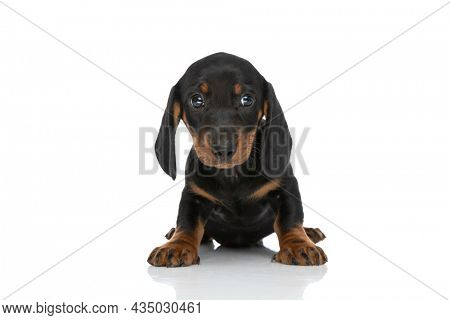 lovely little teckel dachshund dog looking to side and sitting isolated in front of white background in studio