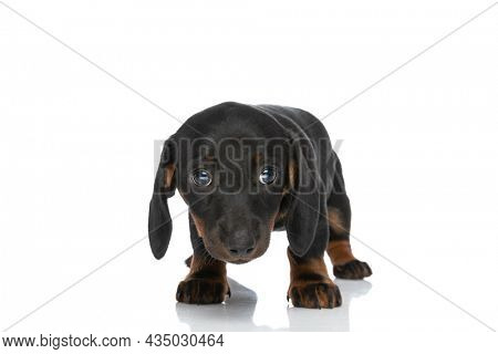 shy teckel dachshund doggy standing and searching isolated in front of white background in studio