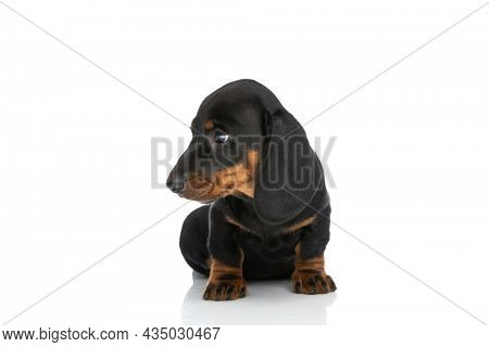 small adorable teckel dachshund puppy looking to side and sitting isolated on white background in studio