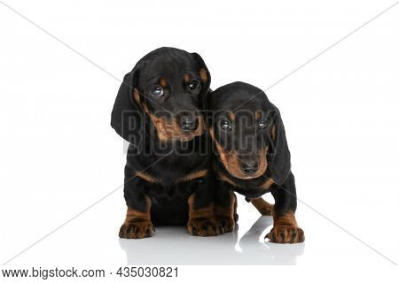 lovely family of two teckel dachshund puppies protecting each other and sitting isolated on white background in studio