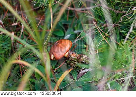 Defocus Close-up Broken Mushroom (suillus Luteus) Among Dry Grass And Leaves. Suillus Luteos Mushroo